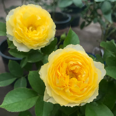 Canary Rose-