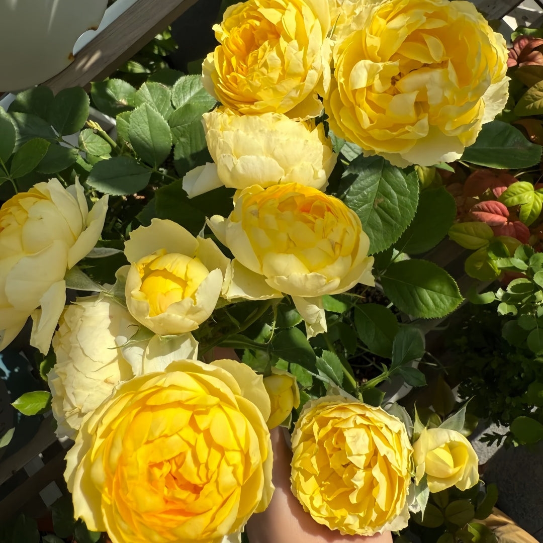 Canary Rose
