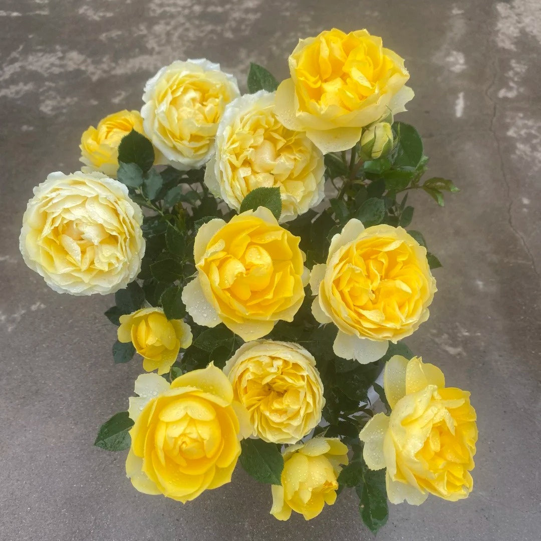 Canary Rose