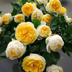Canary Rose