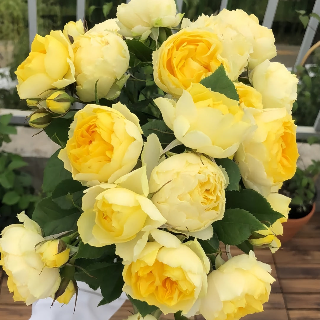 Canary Rose