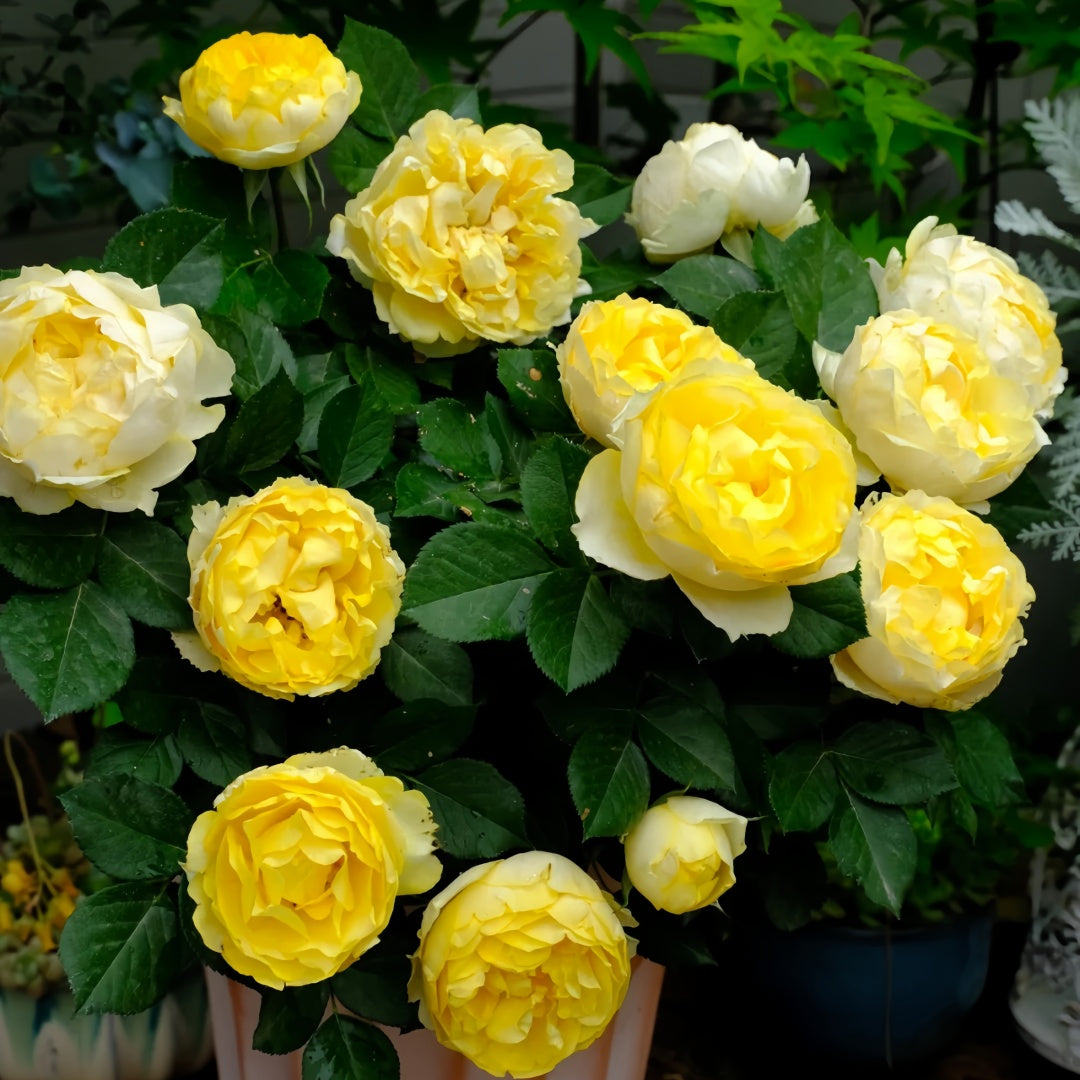Canary Rose