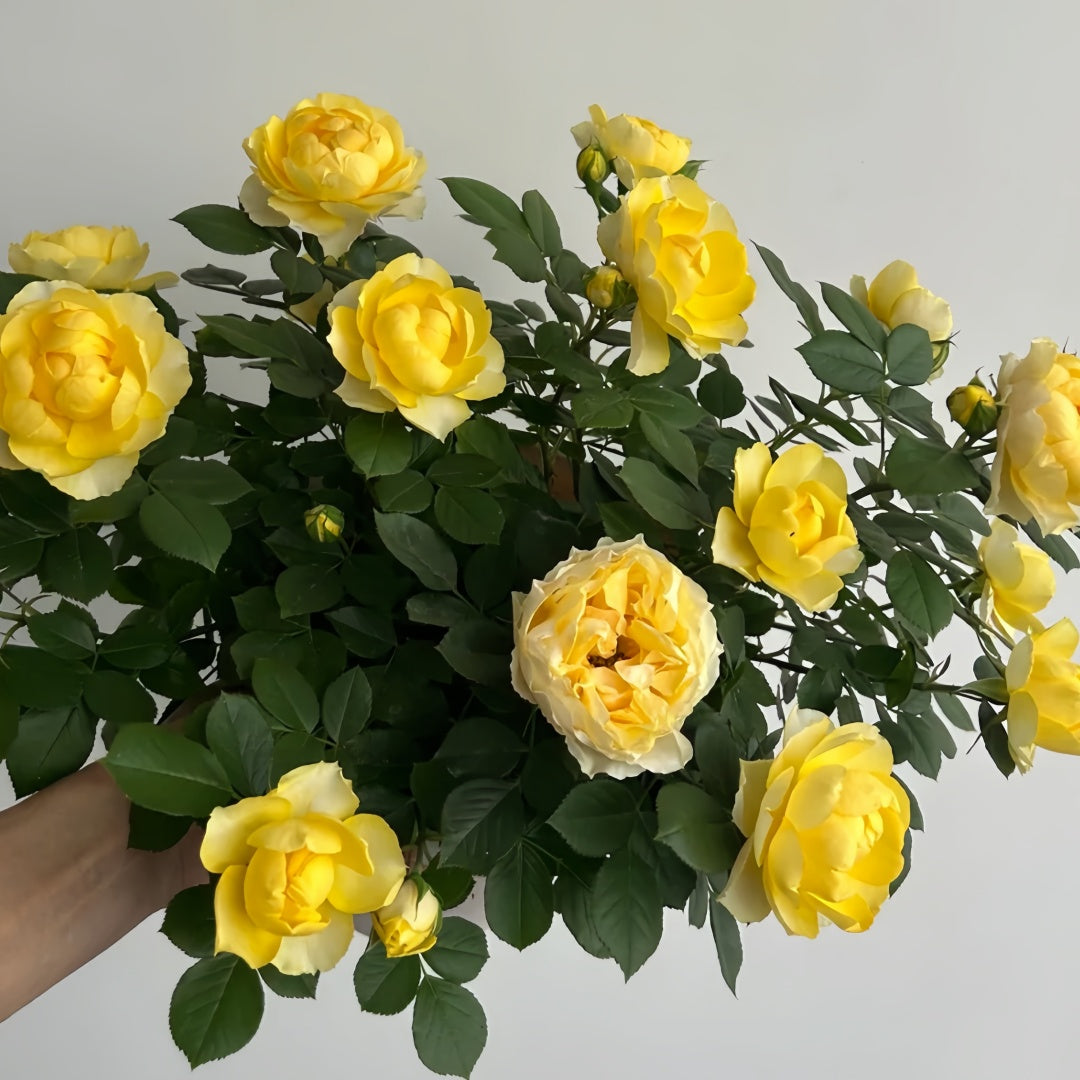 Canary Rose