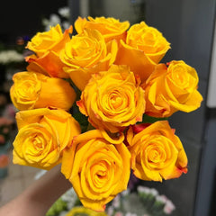 Candlelight rose-烛光｜Germany Shrub Rose