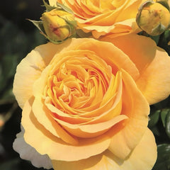 Candlelight rose