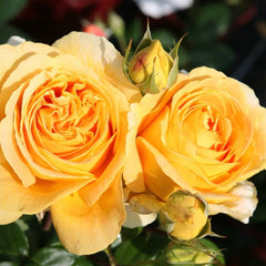 Candlelight rose