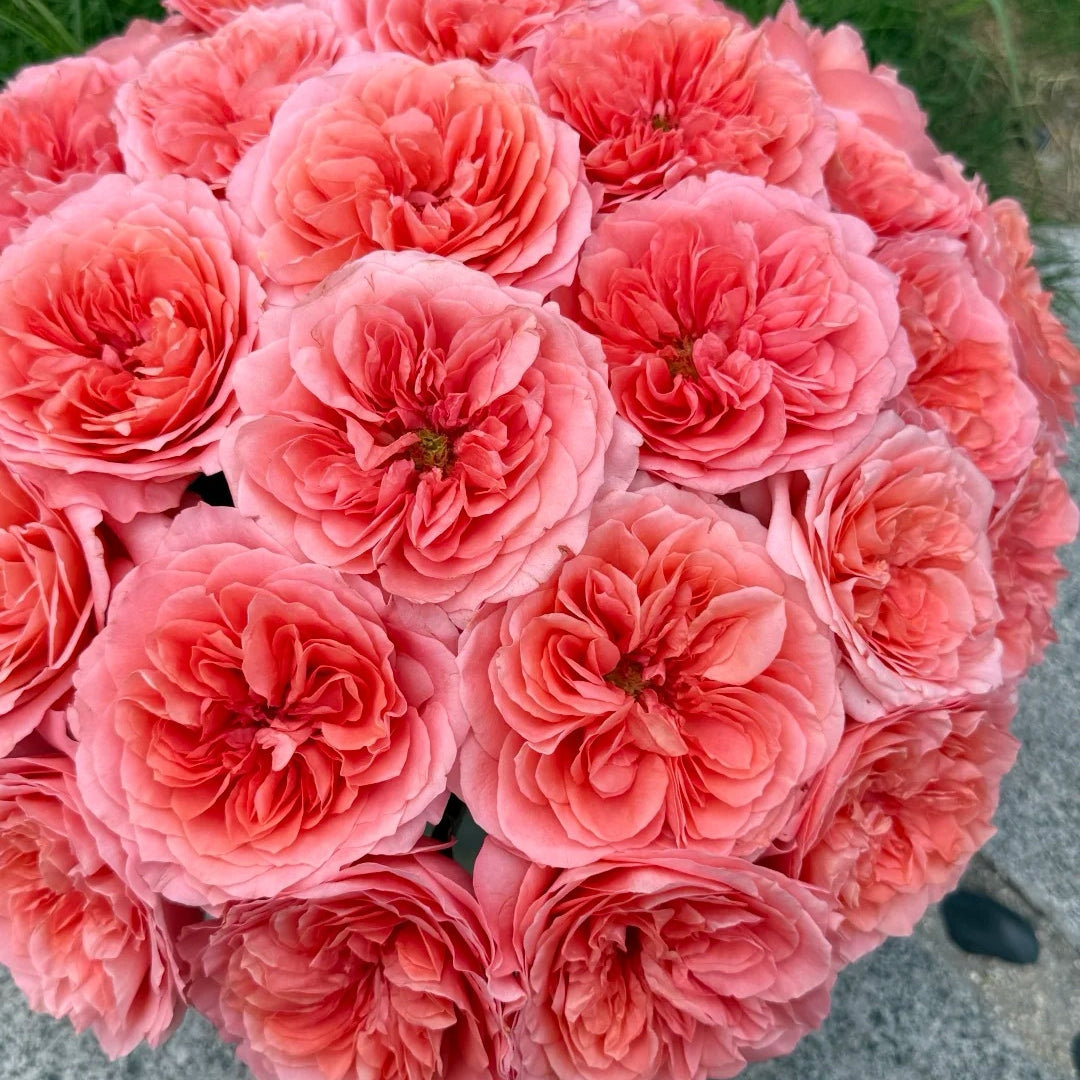 Candy X-Pression Rose