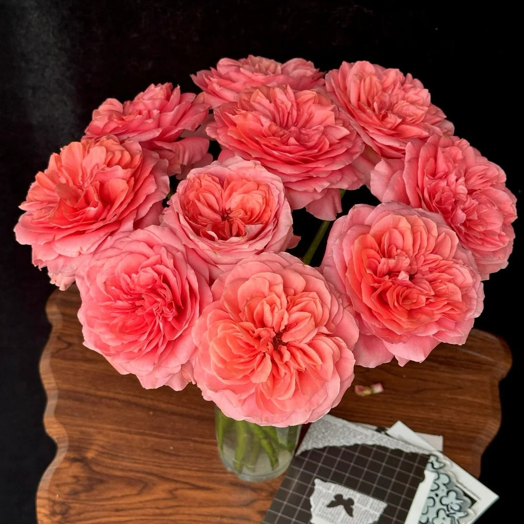 Candy X-Pression Rose