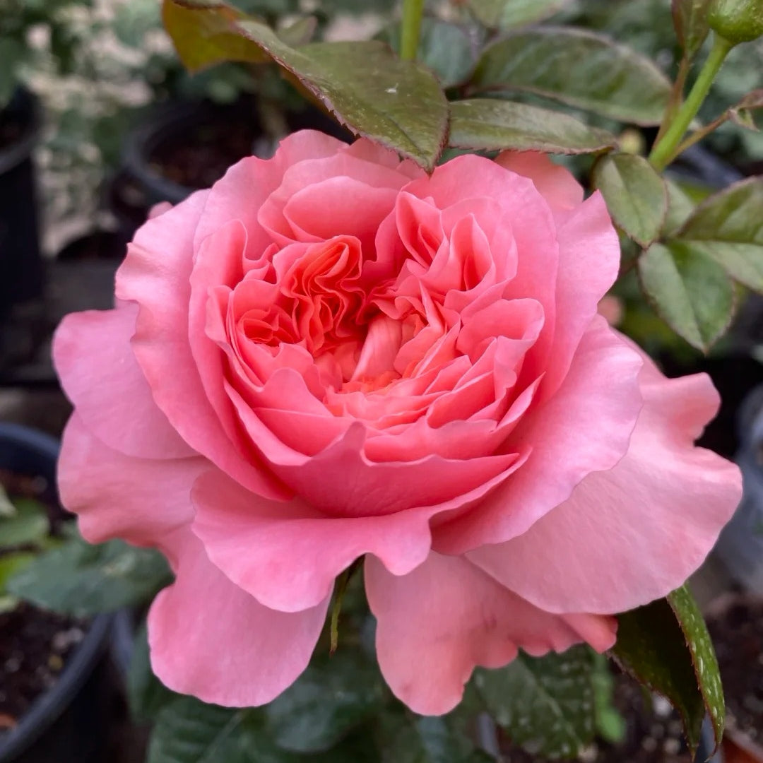 Candy X-Pression Rose