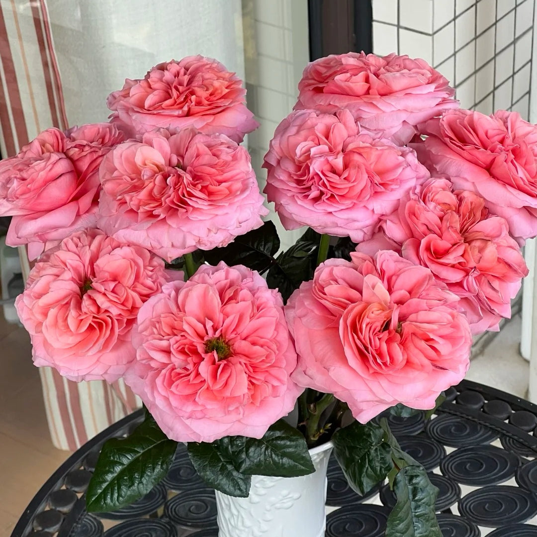 Candy X-Pression Rose