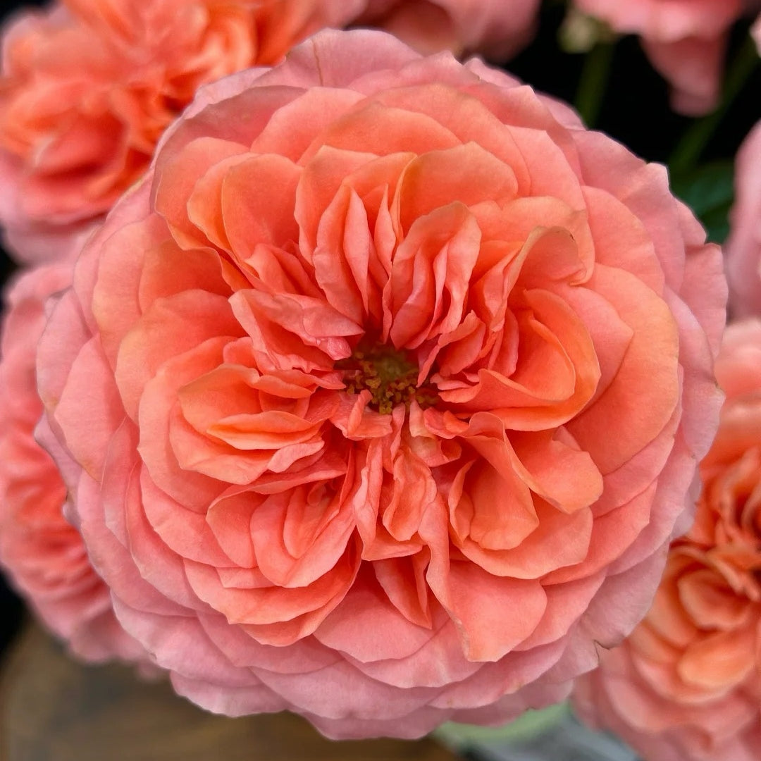 Candy X-Pression Rose