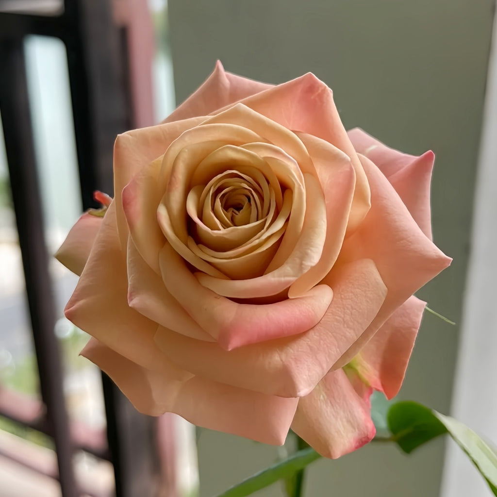 Cappuccino Rose-卡布奇诺｜Germany Cut Rose – Ergongzy Roses
