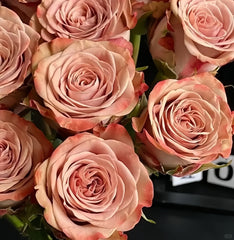 Cappuccino Rose