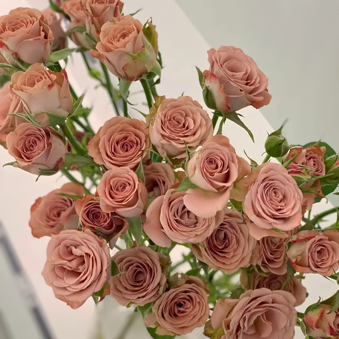 Cappuccino Rose
