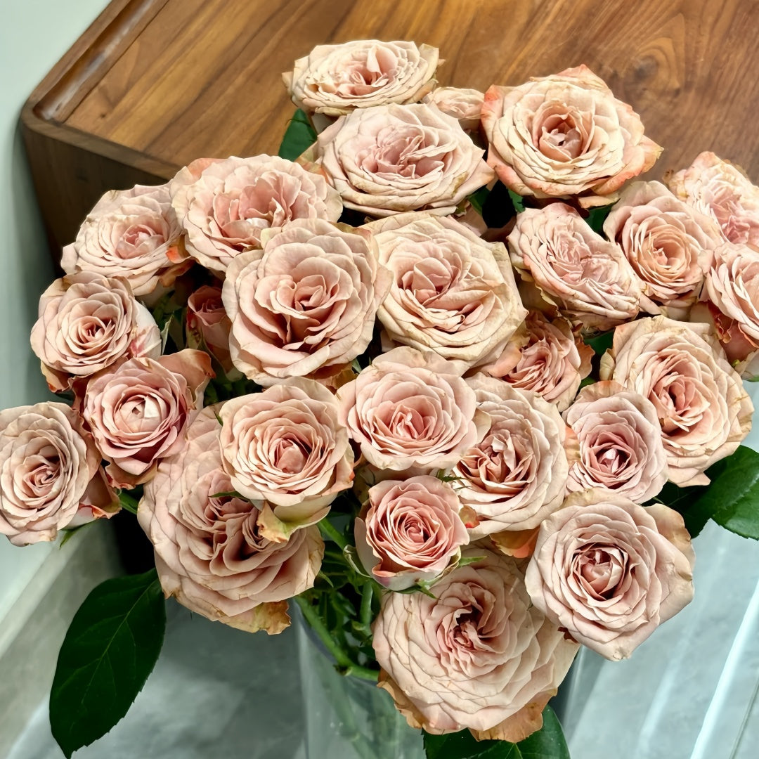 Cappuccino Rose