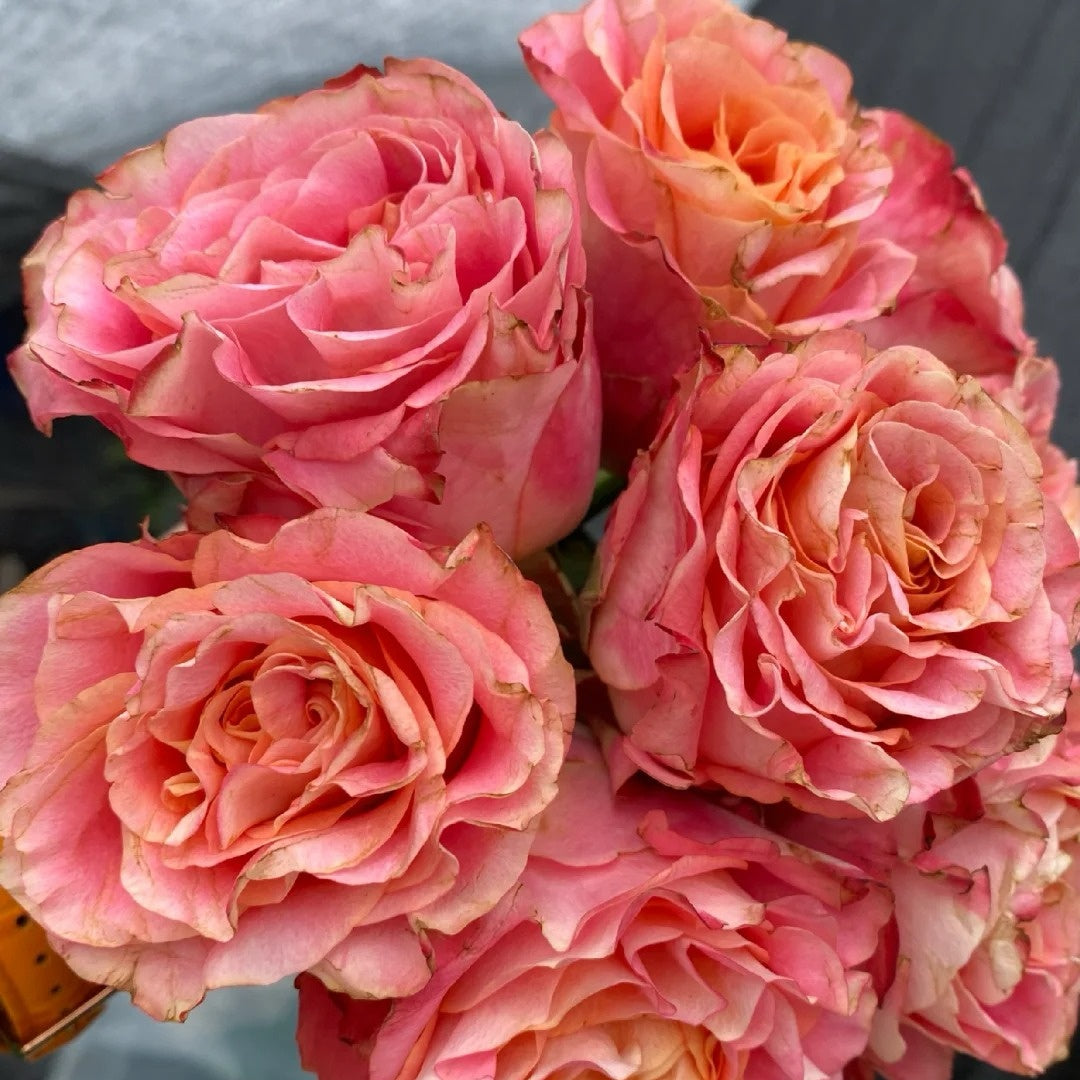 Capriola Rose