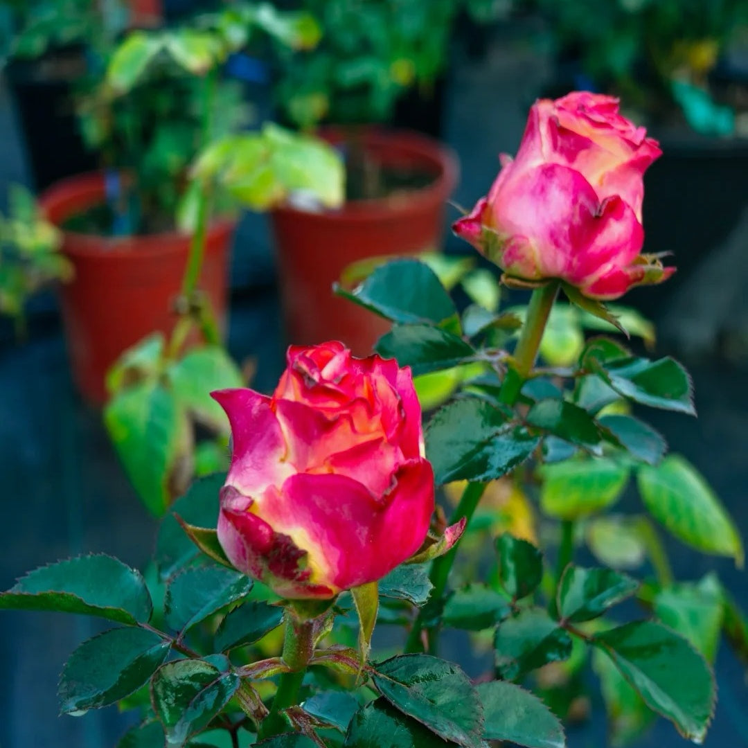 Capriola Rose