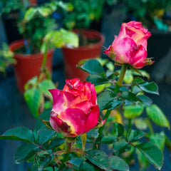 Capriola Rose