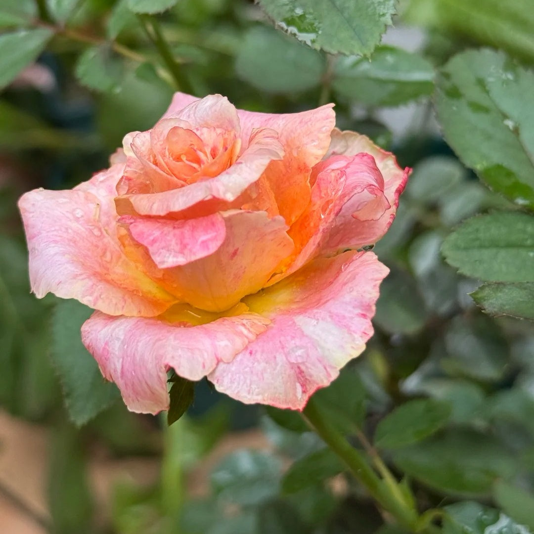 Capriola Rose