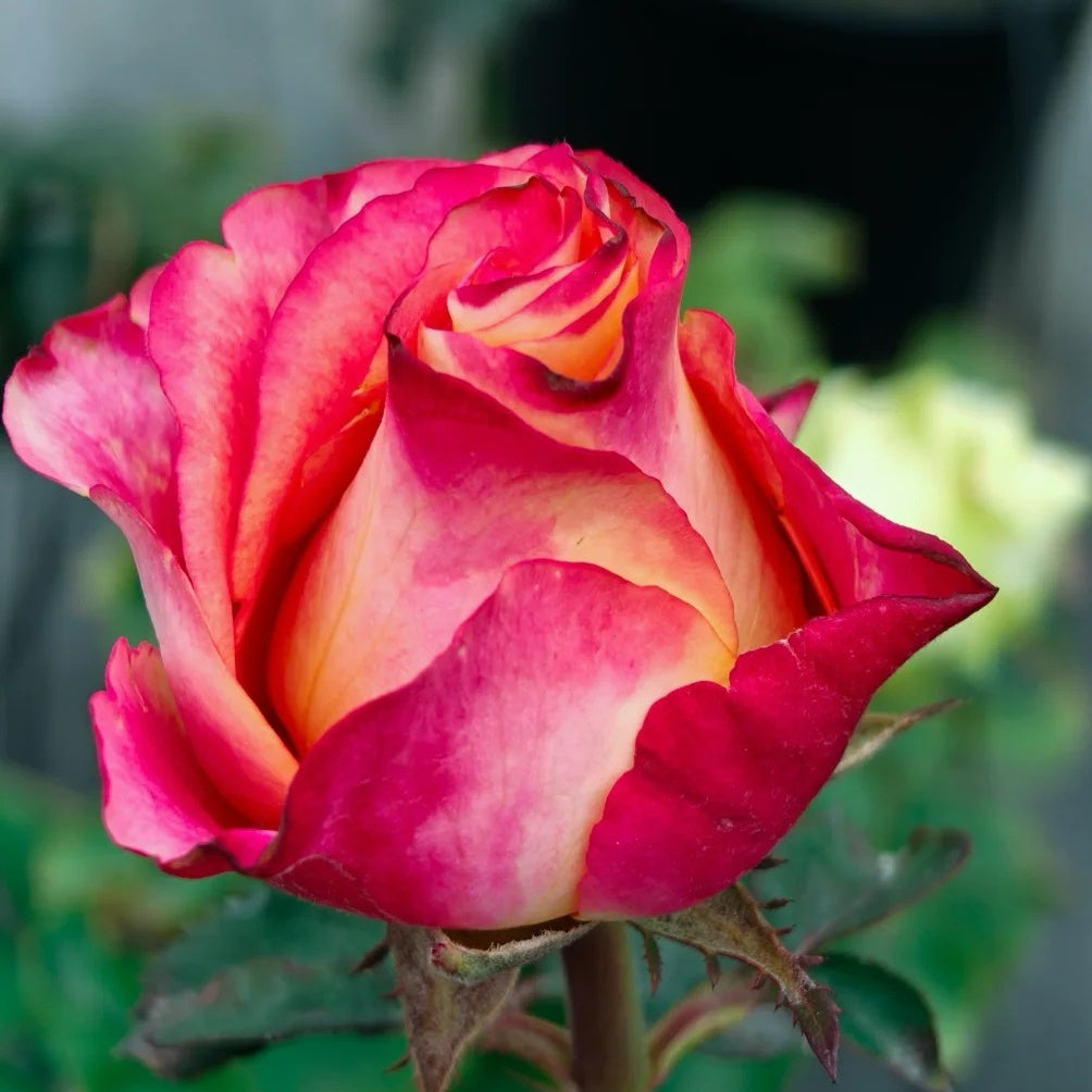 Capriola Rose
