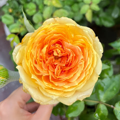 Caramel Antike Rose