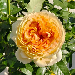 Caramel Antike Rose
