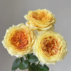 Caramel Antike Rose