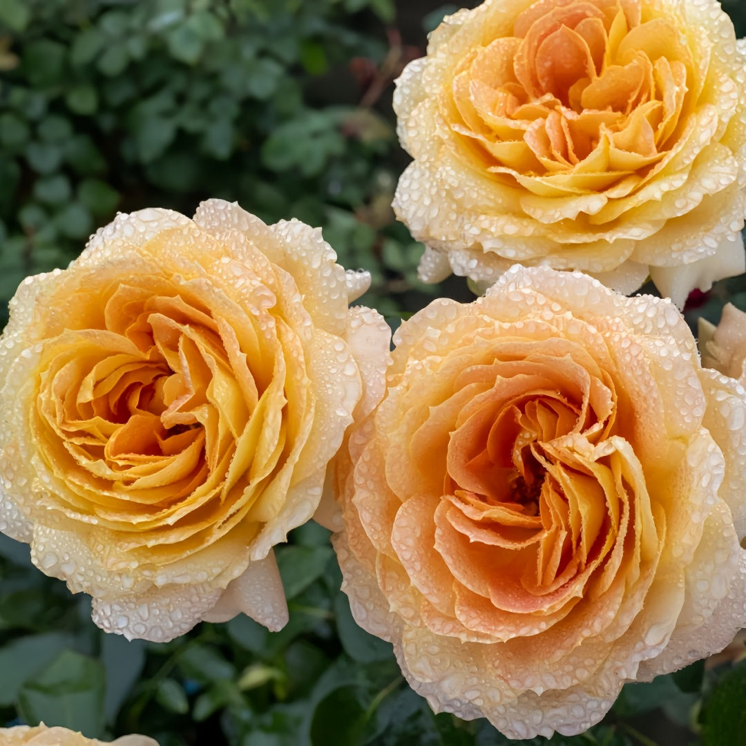 Caramel Antike Rose