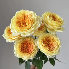 Caramel Antike Rose