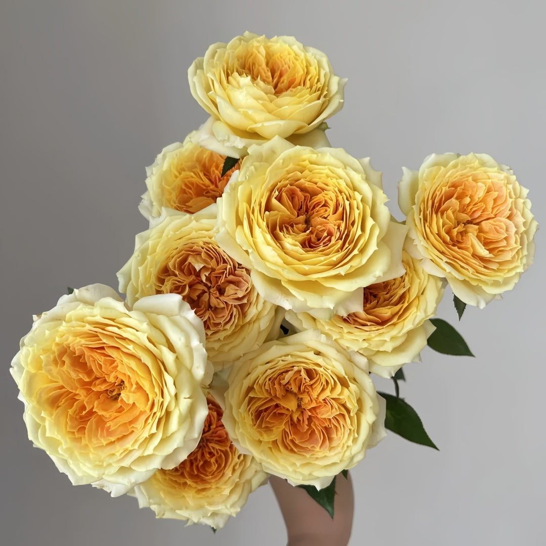 Caramel Antike Rose