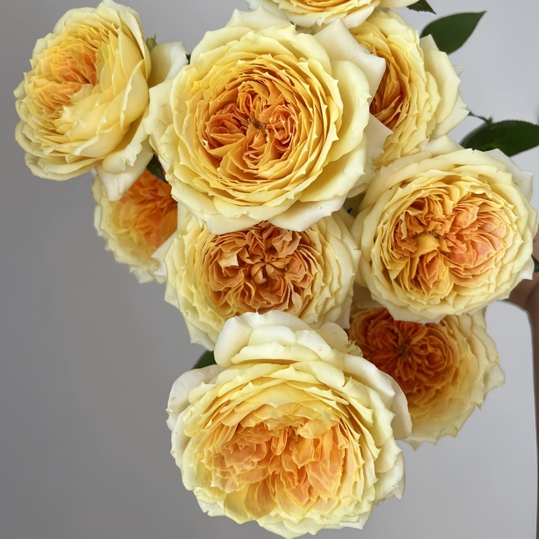 Caramel Antike Rose