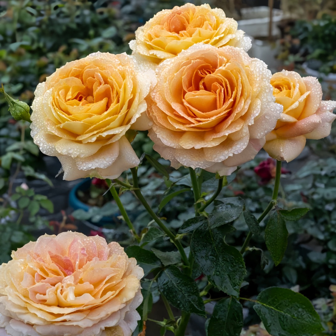 Caramel Antike Rose