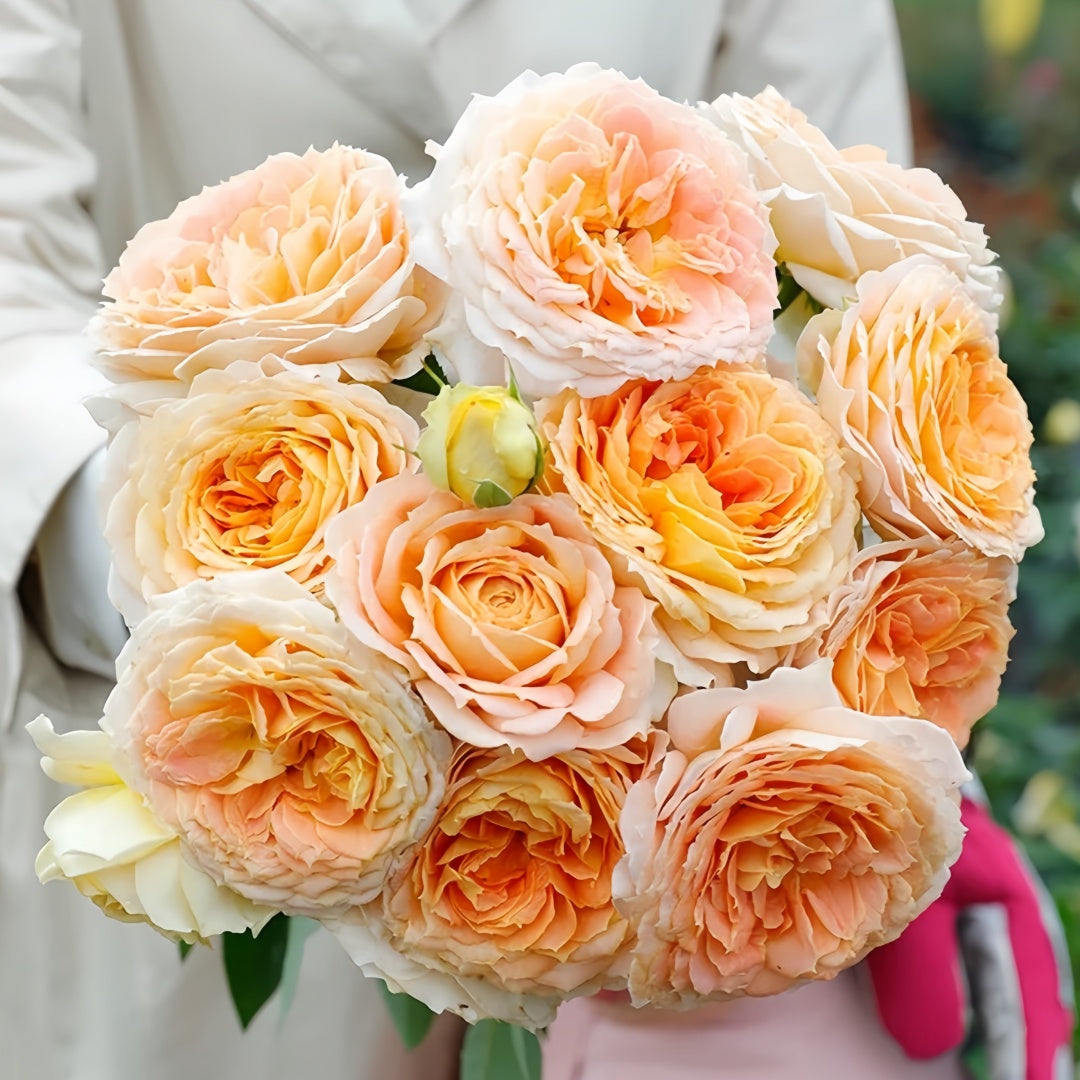 Caramel Antike Rose
