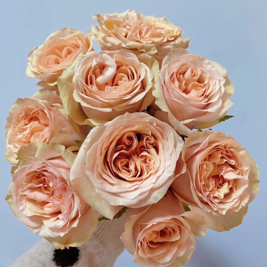 OYOY ケーキスタンド　Ø20 cm caramel-rose Caramel Pudding Rose-焦糖布丁｜Shrub rose – Ergongzy Roses