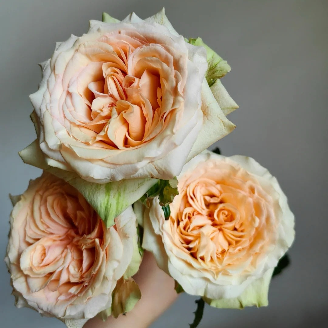 Caramel Pudding Rose