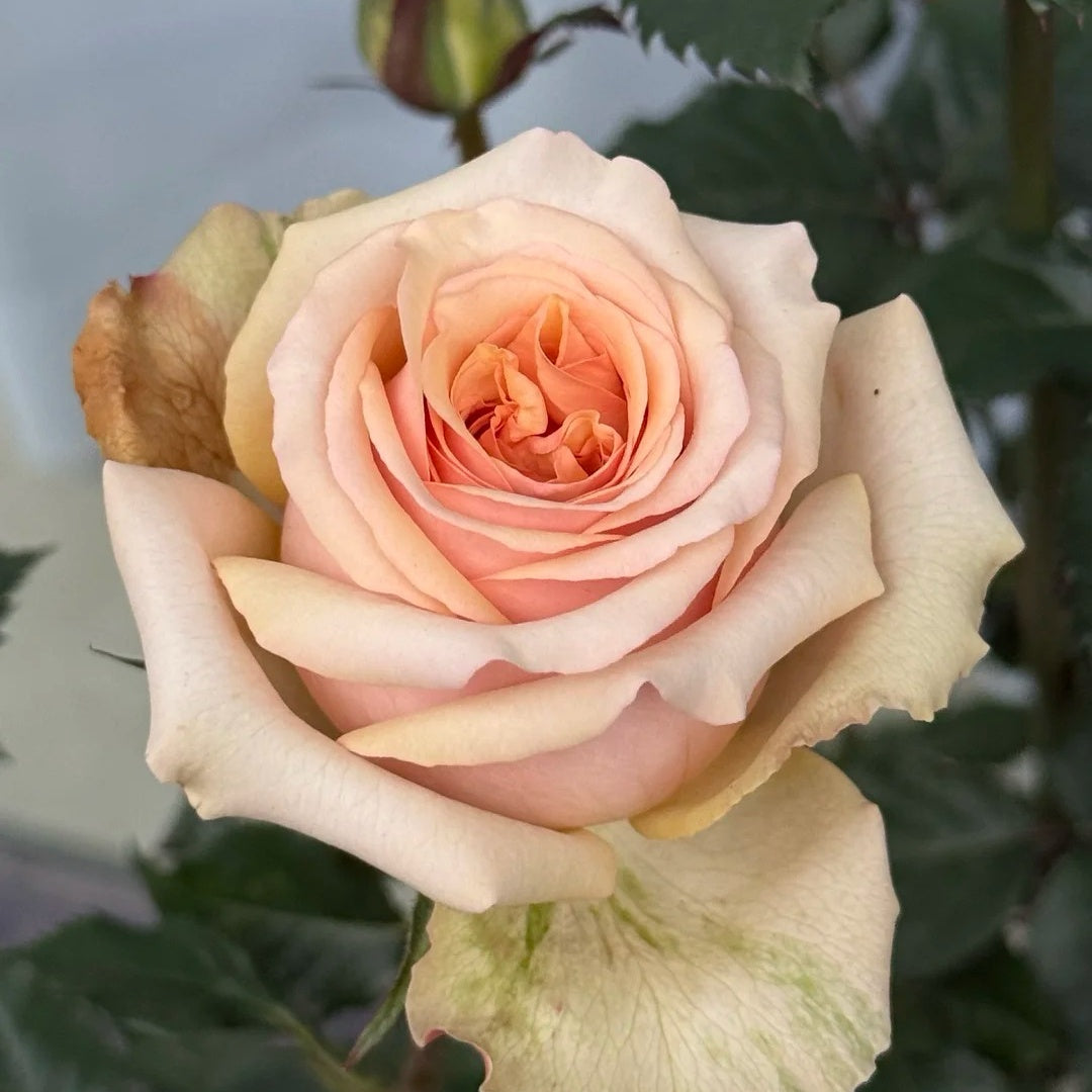 Caramel Pudding Rose