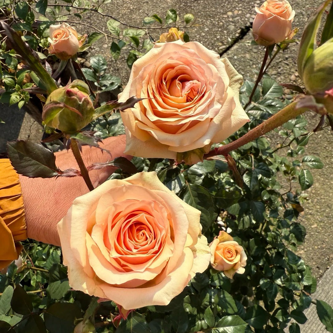 Caramel Pudding Rose