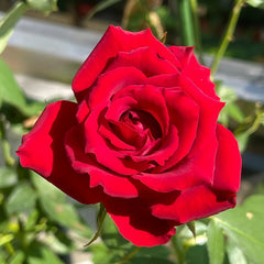 Carola Rose