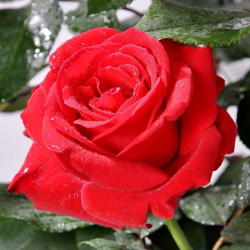 Carola Rose-卡罗拉｜France Cut Rose – Ergongzy Roses