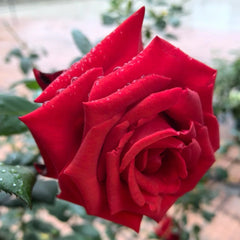 Carola Rose