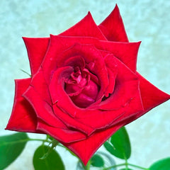R91CP【Carola flower】 R91CP【Carola flower】 R91CP【Carola flower】 Carola Rose