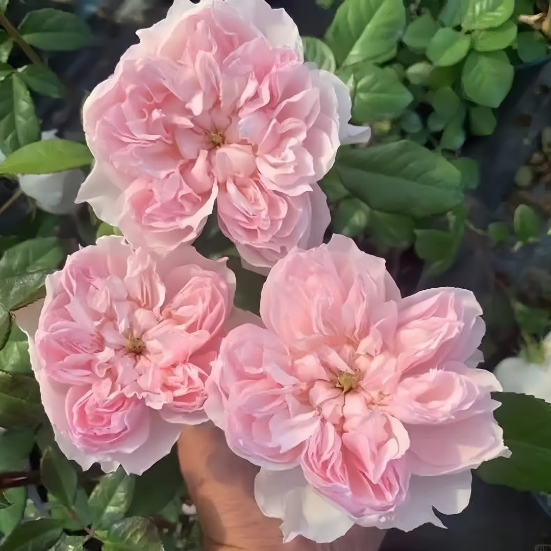 Cecil de Volanges Rose