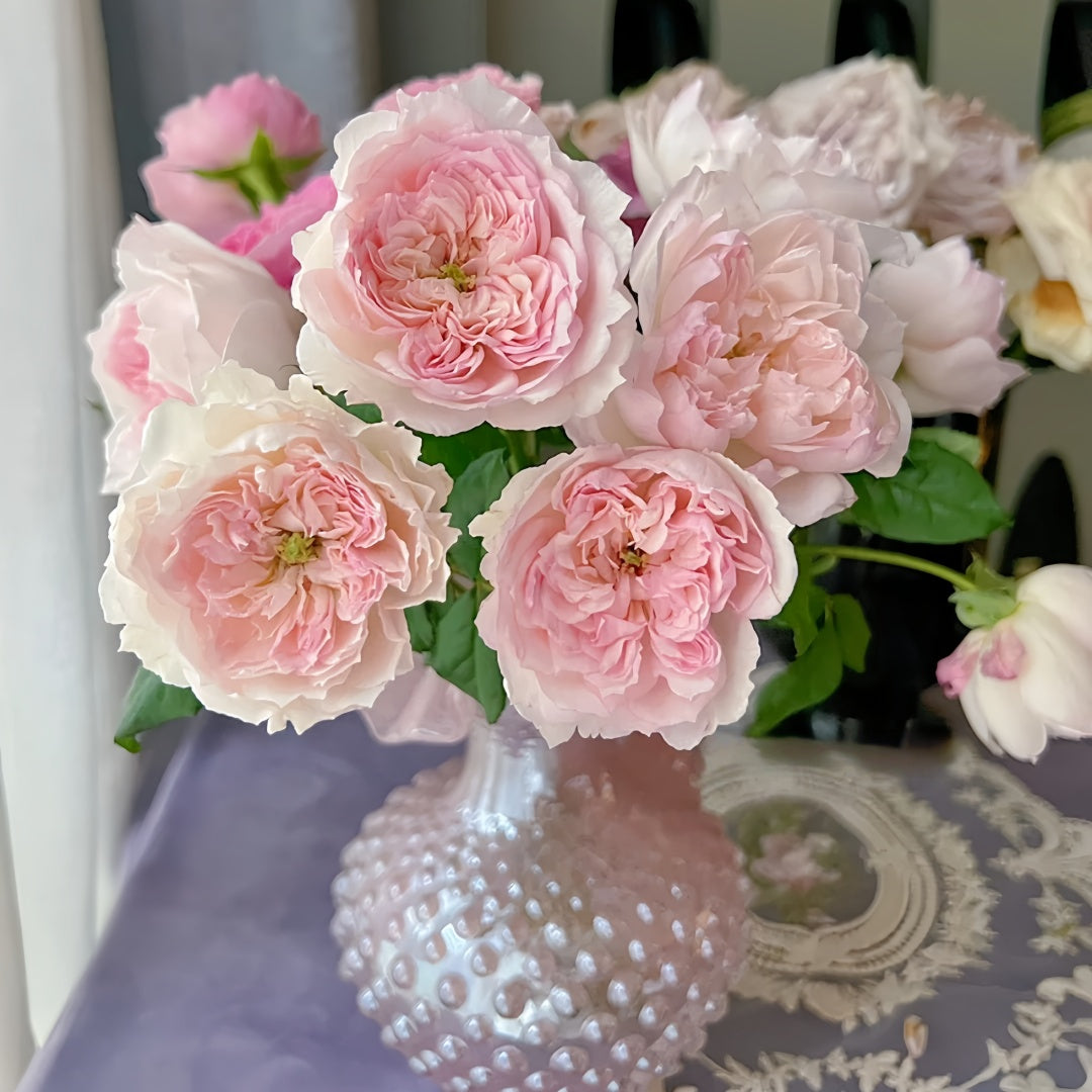 Cecil de Volanges Rose