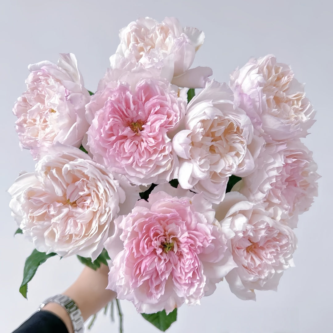 Cecil de Volanges Rose