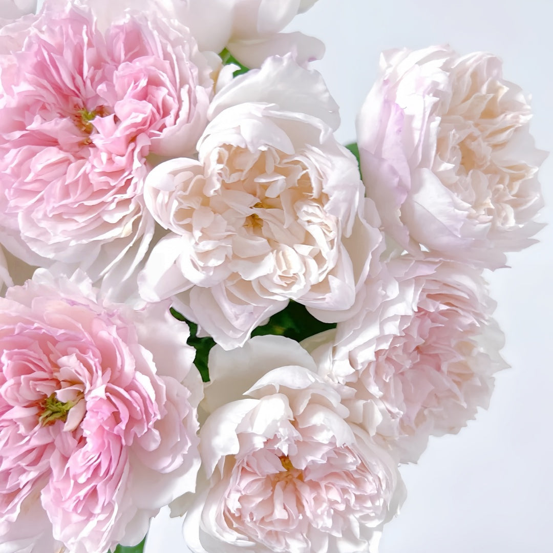 Cecil de Volanges Rose