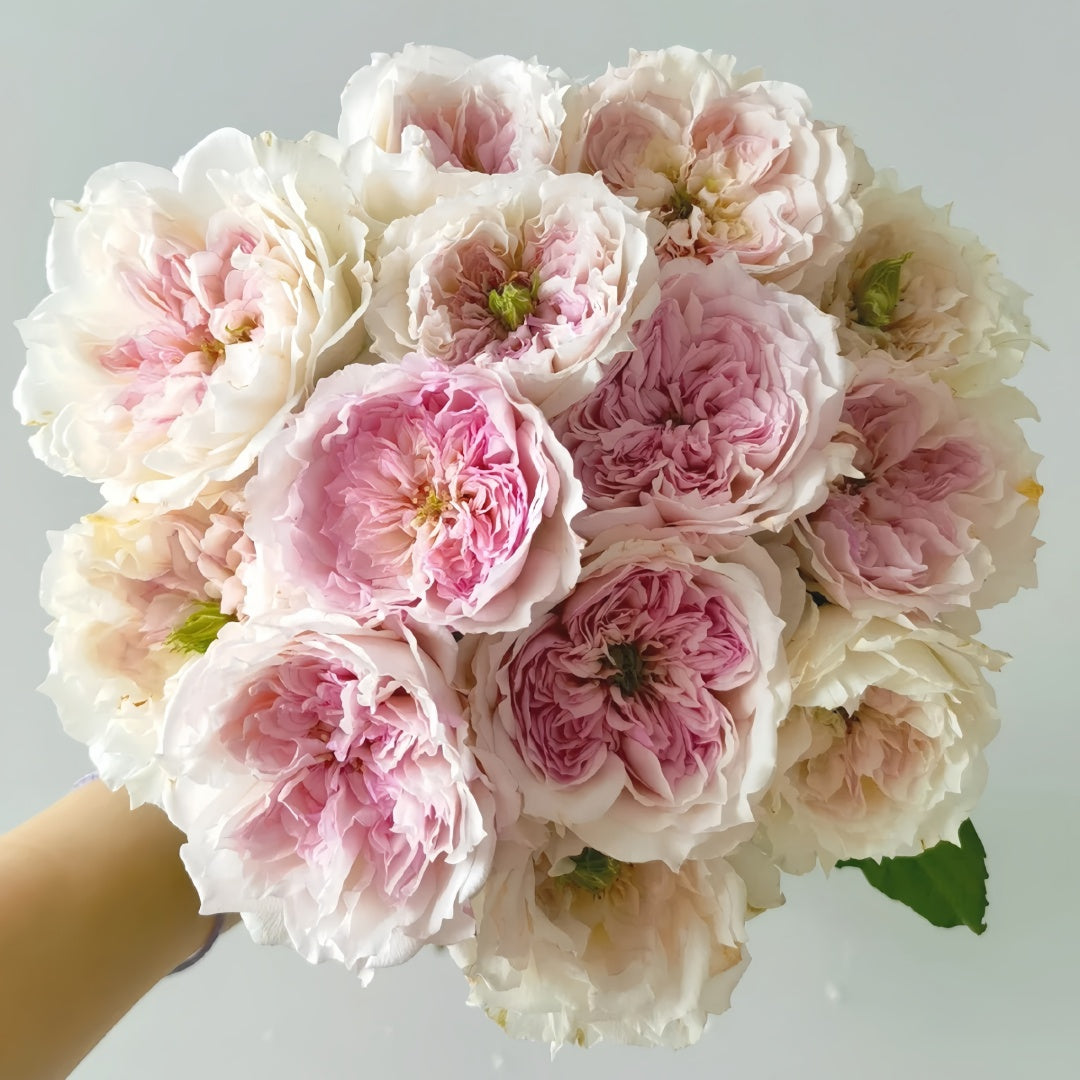 Cecil de Volanges Rose