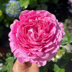 Cepheus Rose