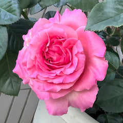 Cepheus Rose