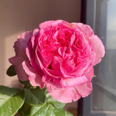 Cepheus Rose