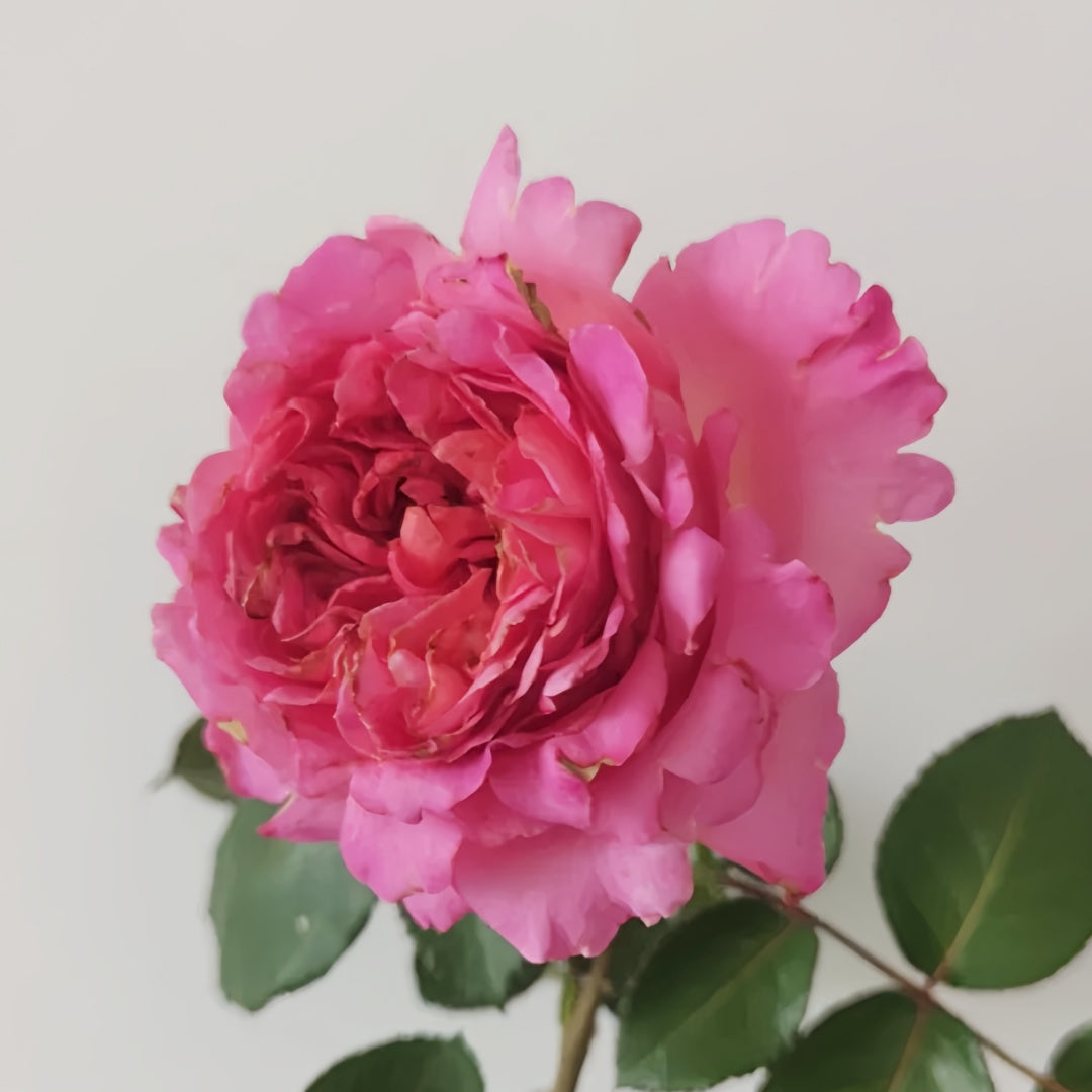 Cepheus Rose
